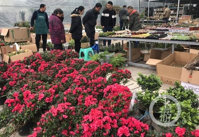 市民花市選“年貨” 春節花卉銷售火爆，禮品花卉走俏市場